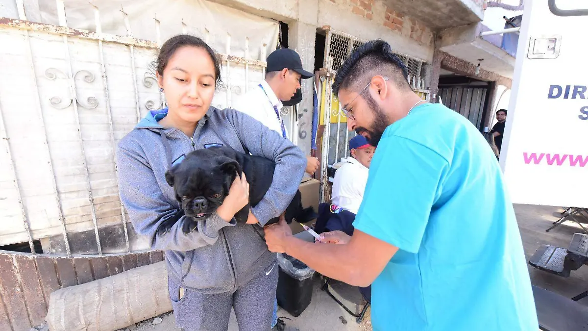 QUIRÓFANO VETERINARIO MÓVIL (2)